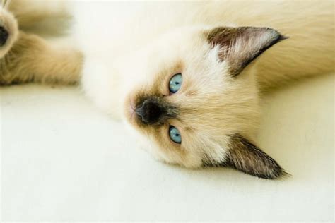 Siamese Cats For Sale Baltimore Md 290744 Petzlover