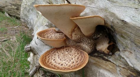 Mushrooms Edible Wild Food Blog