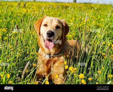 Golden Retriever Dog Stock Photo Alamy