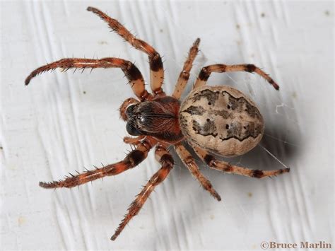 Furrow Spider North American Insects And Spiders