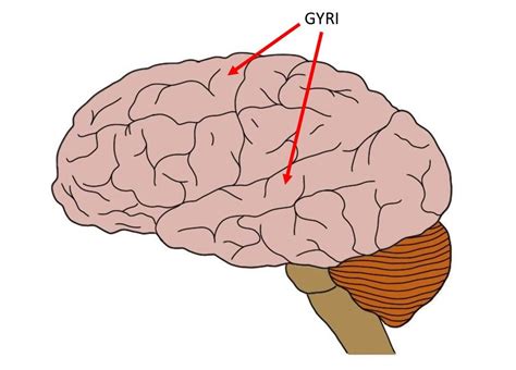Gyrus Definition — Neuroscientifically Challenged
