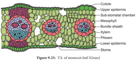Anatomy And Primary Structure Of A Monocot Leaf Grass Leaf Biology