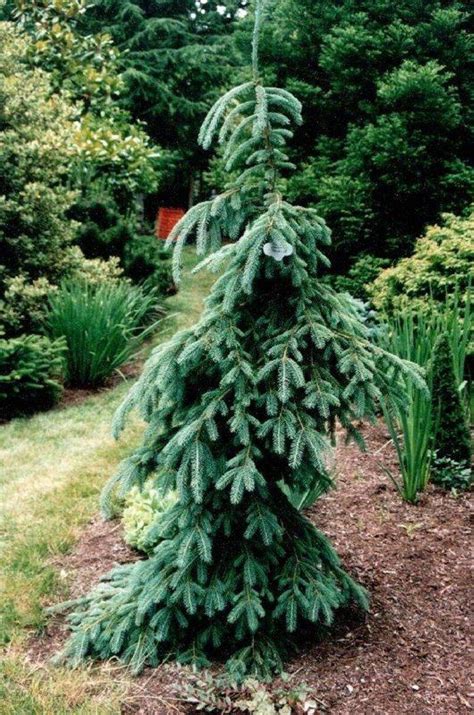 Landscaping Dwarf Narrow Evergreen Trees White Landscaping Ideas