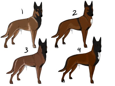 Malinois Colors Gallery
