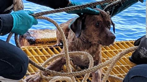 Dog Found Swimming 135 Miles Off The Coast Of Thailand Cnn