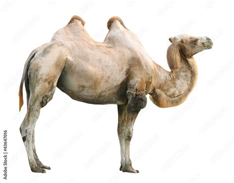 The Bactrian Camel Camelus Bactrianus Foto De Stock Adobe Stock