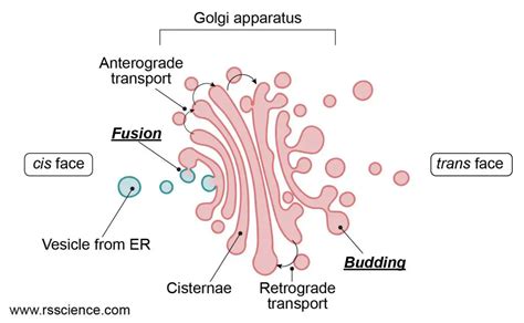 Golgi Apparatus Function The Post Office Inside The Cells Rs Science