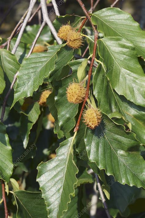 American Beech Tree Fagus Grandifolia With Fruits Stock Image