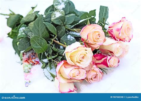 A Bouquet Of Roses In The Snow Stock Photo Image Of Stems Plants