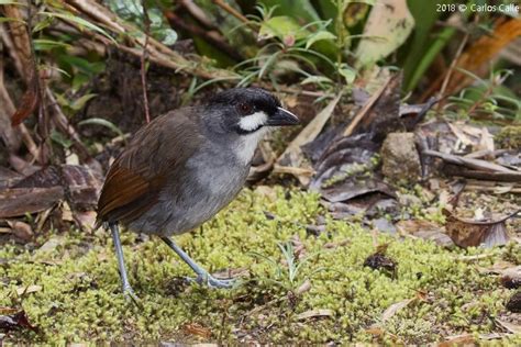 Tororoi Jocotoco Jocotoco Antpitta Grallaria Ridgelyi