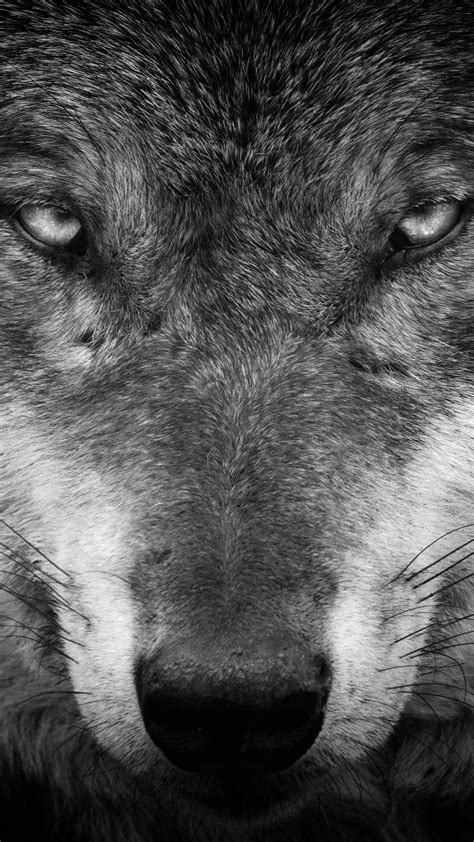 Wolf Wallpaper Kolpaper Awesome Free Hd Wallpapers