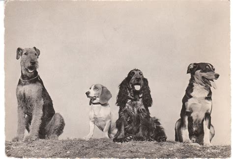 View From The Birdhouse Vintage Dog Postcards At