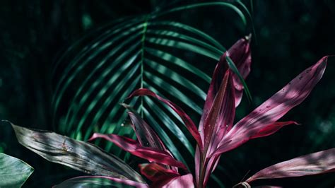 28 Tropical Leaf Wallpapers Wallpaperboat