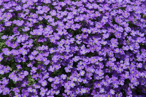 Purple Flowers Small · Free Photo On Pixabay