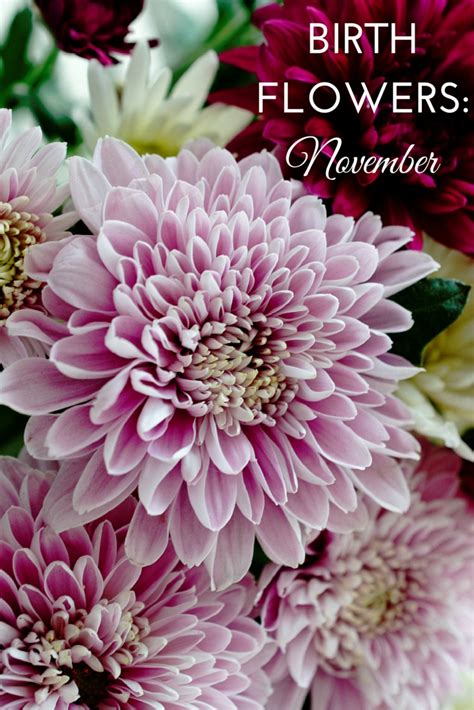Flower November Month | Qualads