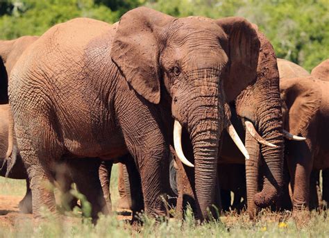 World Elephant Day 2017: Milwaukee Zoo Steps Up Ivory Ban Drive | Milwaukee, WI Patch