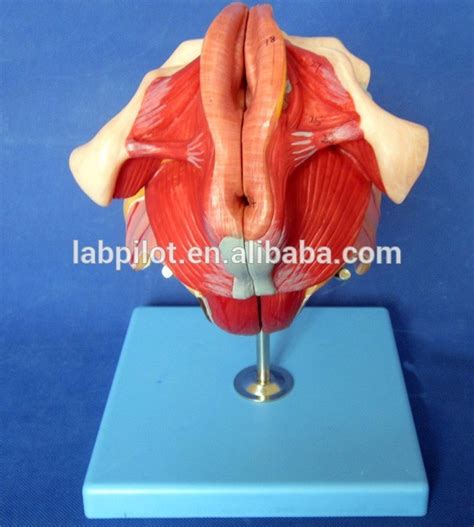 Female Perineum And Internal And External Female Genital Organs Model