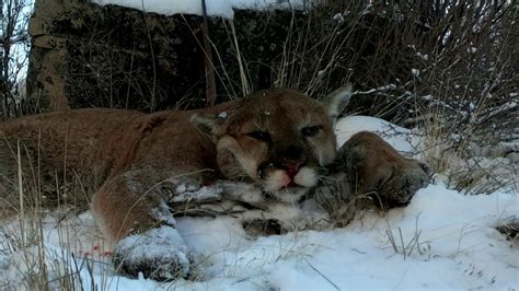 Solo Hunting Huge 155lb Washington Cougar Youtube