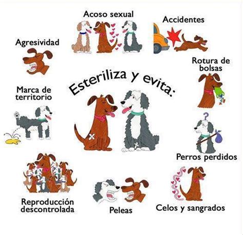 Beneficios De La Esterilización En Perros Machos Estos Beneficios