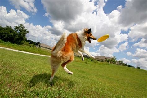 How To Teach A Dog To Catch A Frisbee Best Tricks