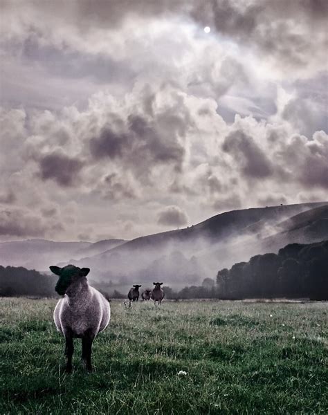 Sheep In The Mist By Heather Buckley Redbubble