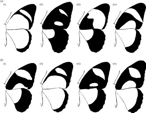 Figure 1 From A Model For Colour Pattern Formation In The Butterfly