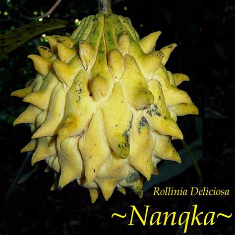 Polynesian Produce Stand : ~NANQKA~ Rollinia Deliciosa Fruit Tree ...