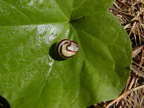 There is only one anedoctal record of c. Cepaea nemoralis e Cernuella neglecta , Natura ...