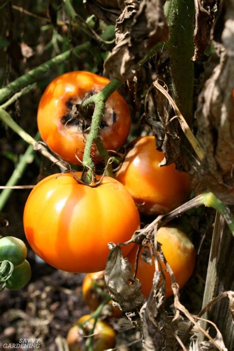 Bacterial wilt is a devastating disease of tomato, tobacco and potato in southern states. Tomato Plant Disease: How to identify and control tomato ...