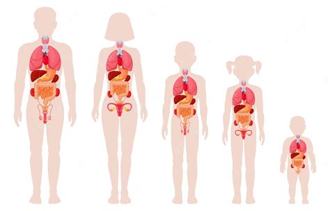 인체 해부학 기관 내부 장기 위치가있는 남자 여자 소녀 소년 및 신생아 프리미엄 벡터