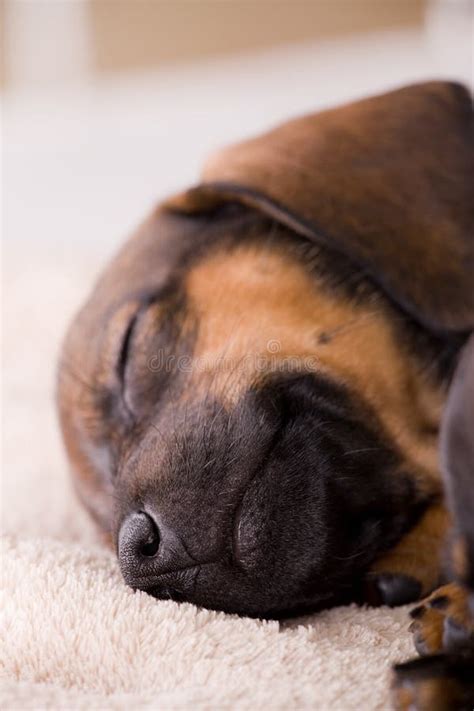 Sleeping Dachshund Puppy Stock Photo Image Of Doxie 39170954