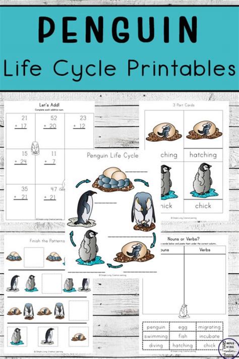 Penguin Life Cycle Printable Pack Simple Living Creative Learning