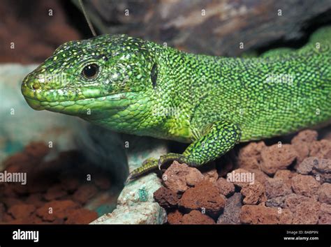 European Green Lizard Lacerta Viridis Lacertidae Italy Stock Photo