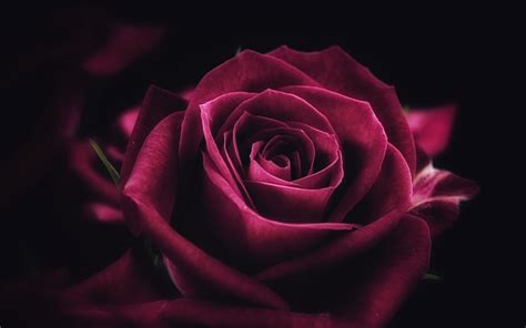 10 Excellent 4k Wallpaper Rose You Can Get It At No Cost Aesthetic Arena