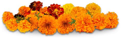 FRESH FLOWERS - PujariG png image