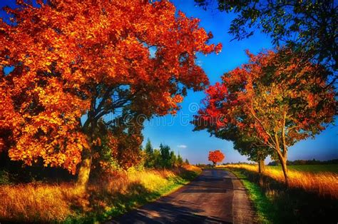 Maple Trees With Coloured Leafs Along Asphalt Road At Autumnfall