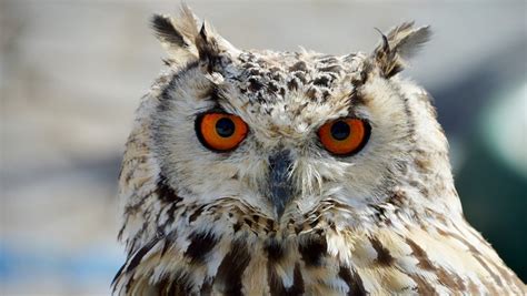 He often uses symbolism to illustrate his views of nature. Owl Meaning in the Bible
