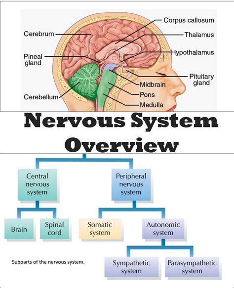 Brain Nervous System Neuroscience Teaching Materials Nervous System