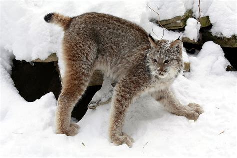 Baby Canadian Lynx Leaving The Winter Den Photograph By Inspired Nature