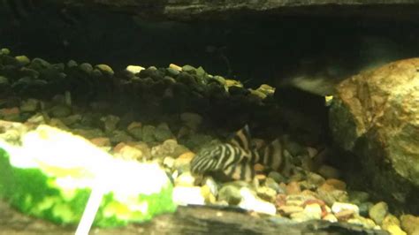 L002 Tiger Pleco Panaque Juvenile Youtube