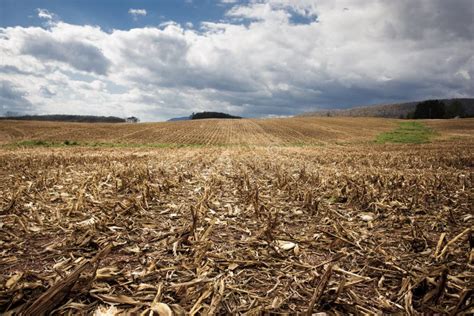 Harvested Corn Field Stock Photo Image Of Clouds Industry 80555022