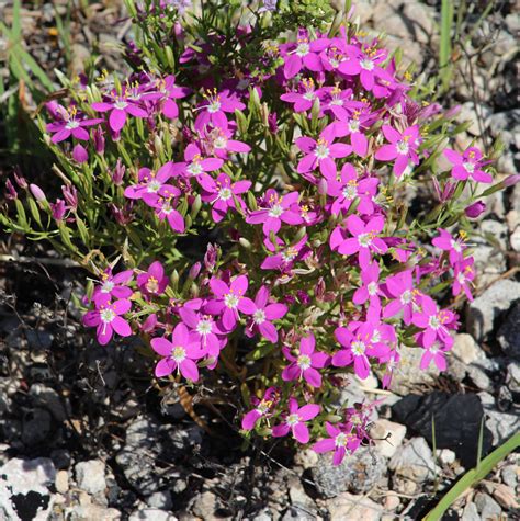 The Mountain Pinks That Nearly Got Us Killed Gjm Nature Media