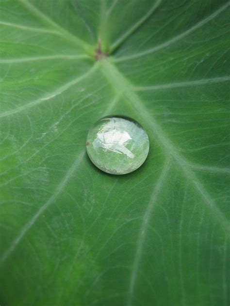 Free Images Nature Dew Water Drop Leaf Flower Environment Green