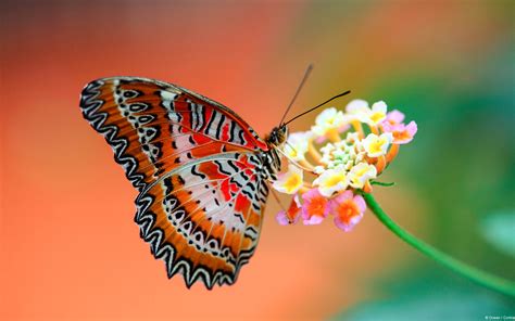 Butterfly Buetiful Hd Wallpapers And Pictures High Quality All Hd Wallpapers