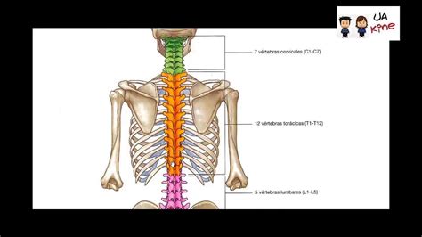Anatomia Componententes Oseos Tronco Region Posterior Youtube