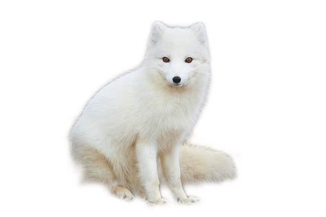 White Arctic Fox Transparent Png All