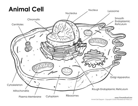 Cells can perform all life processes. Questions And Answers On Labeled/Unlebled Diagrams Of A Human Cell - So 8122 Cell Diagram For ...