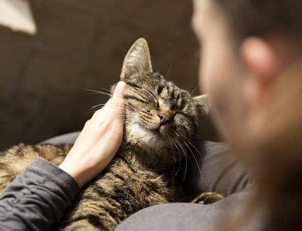 Marty becker explains how to check a cat's temperature, respiration and heart rate and explains what is normal and when you should worry. Cat Health: What Is Considered Normal?