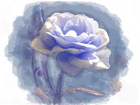 Images Gratuites Fleur Pétale Bleu La Peinture Numérique Pivoine