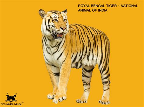 The Royal Bengal Tiger The National Animal Of India National